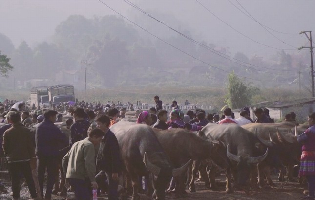 Buffalo trading in Bac Ha market