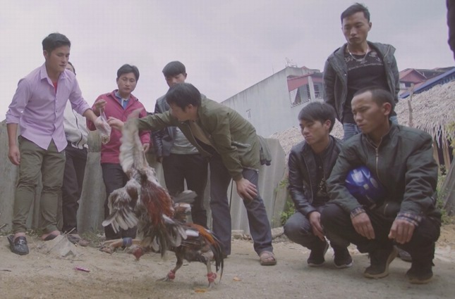 Cock fighting in Bac Ha market