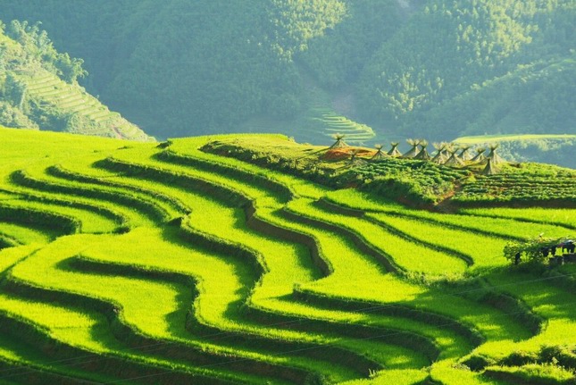 Sapa rice terraces